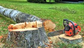 Можно ли спилить дерево во дворе многоквартирного дома и как осуществляется вырубка деревьев на придомовой территории?
