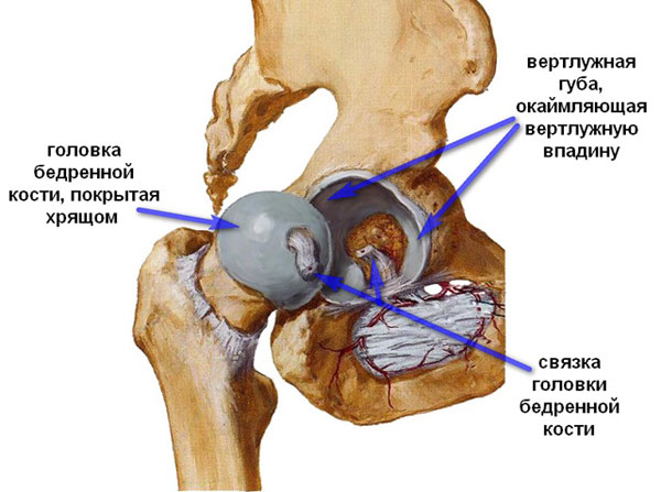 3 стадия