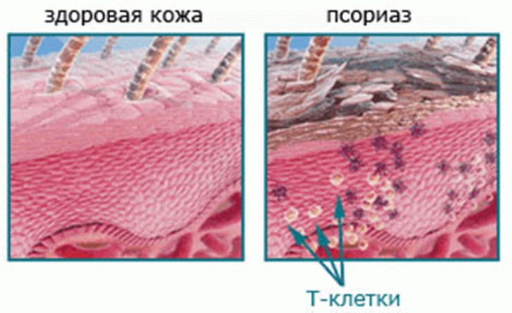свойства