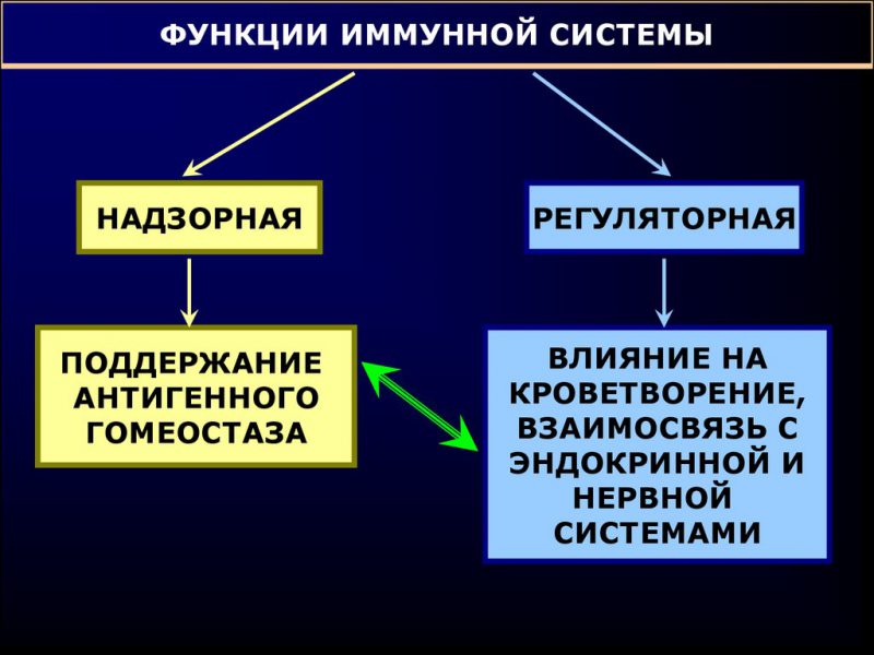 функции иммунной системы