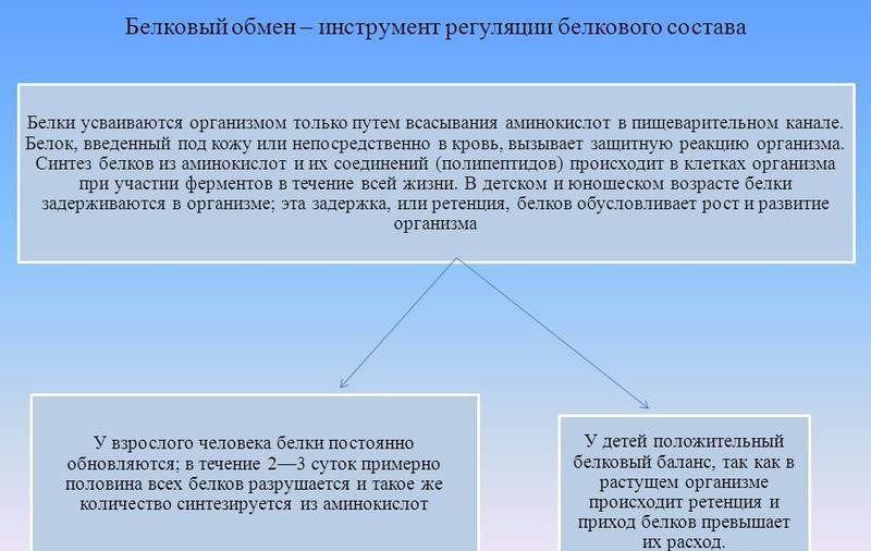 Изменения белкового обмена