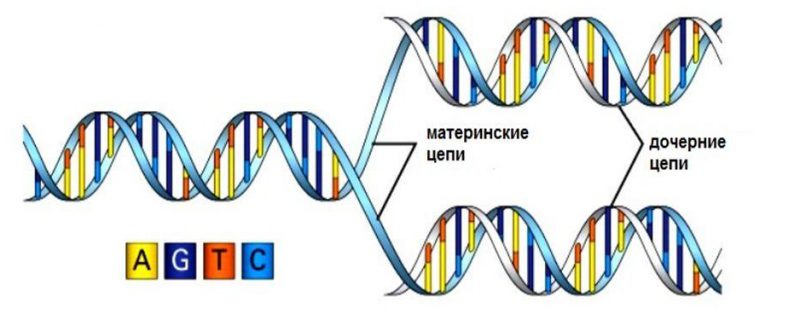 синтез ДНК