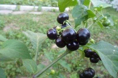 Паслен как выглядит