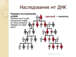 Что по наследству передается от отца