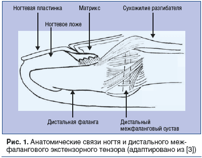 Рис. 1. Анатомические связи ногтя и дистального межфалангового экстензорного тензора (адаптировано из [3])