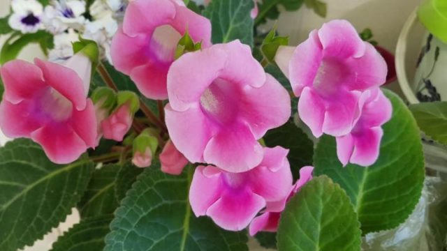 Глоксиния: виды и сорта, фото цветов с названиями