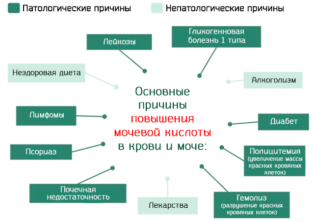 О чем говорят показатели содержания мочевой кислоты в крови?