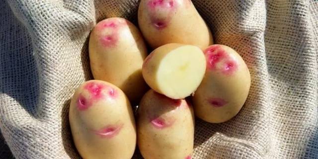 Картофель Пикассо