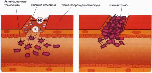 Тромбоциты крови