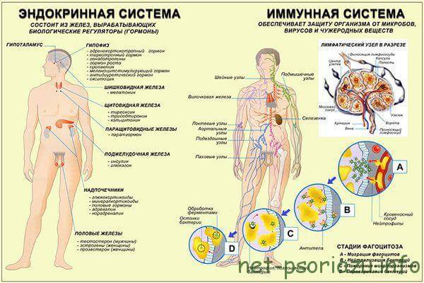 Эндокринная система