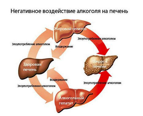 Влияние алкоголя на печень