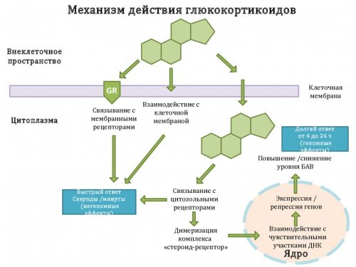 Механизм действия глюкокортикоидов