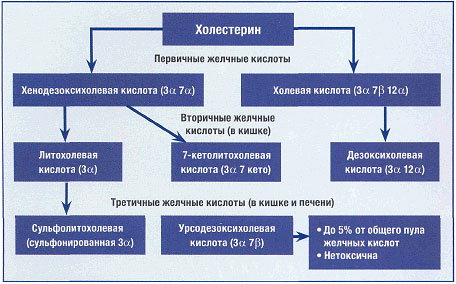 Метаболизм желчных кислот