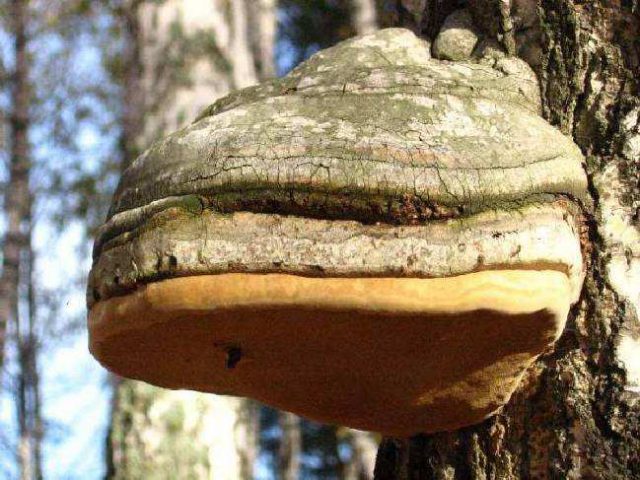 Настой березового гриба (чаги)