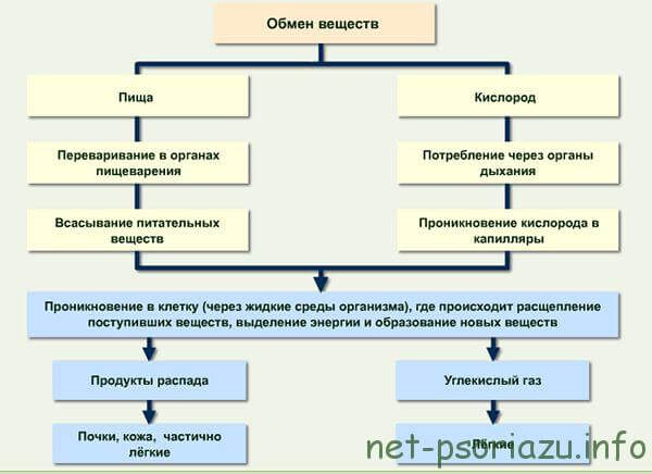 Обмен веществ