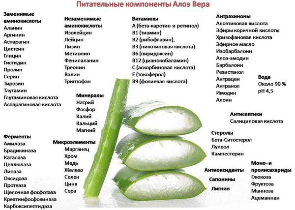 Питательные компоненты алоэ вера