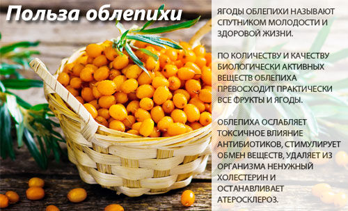 Польза облепихи