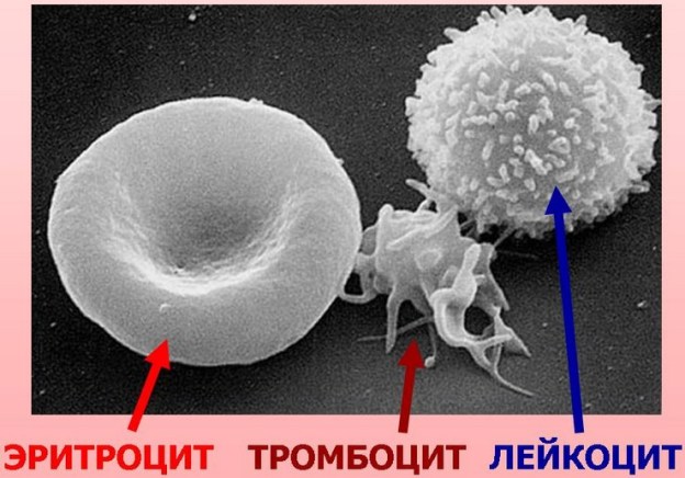 Тромбоцид крови