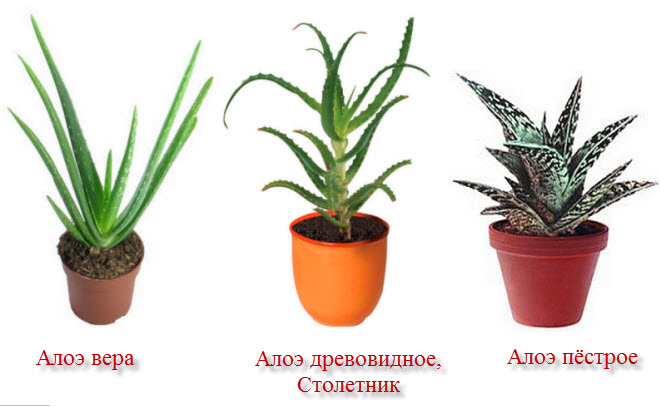 Виды алоэ