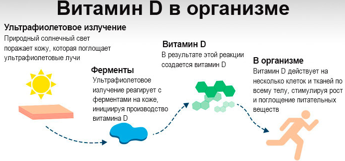 Витамин D в организме