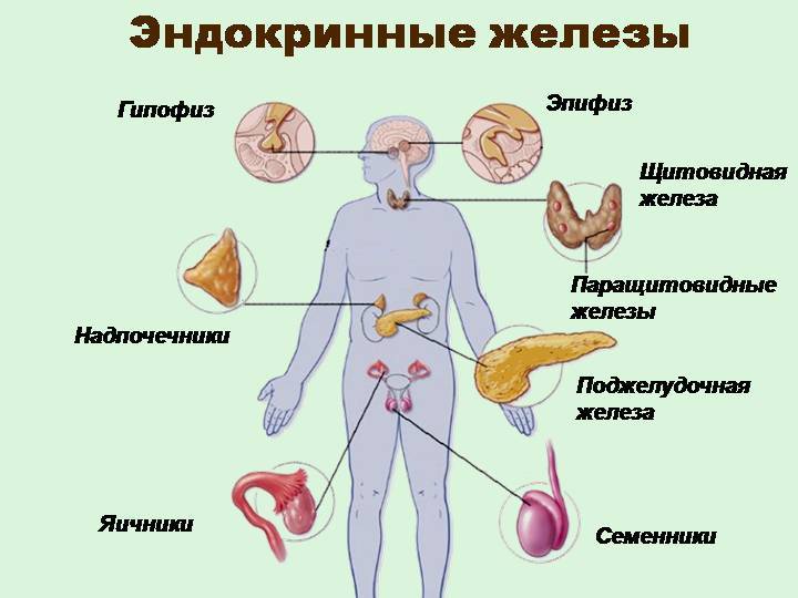 Эндокринная система призывника
