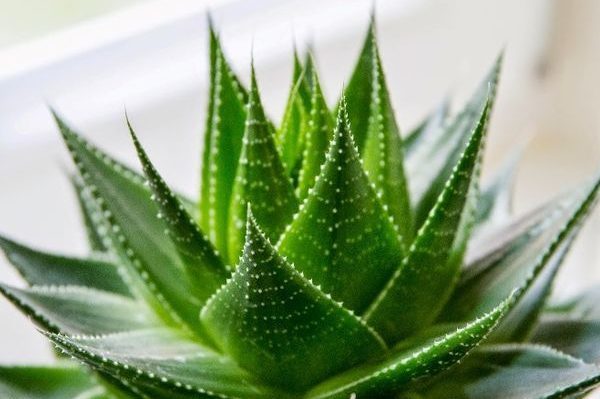 aloe-vera