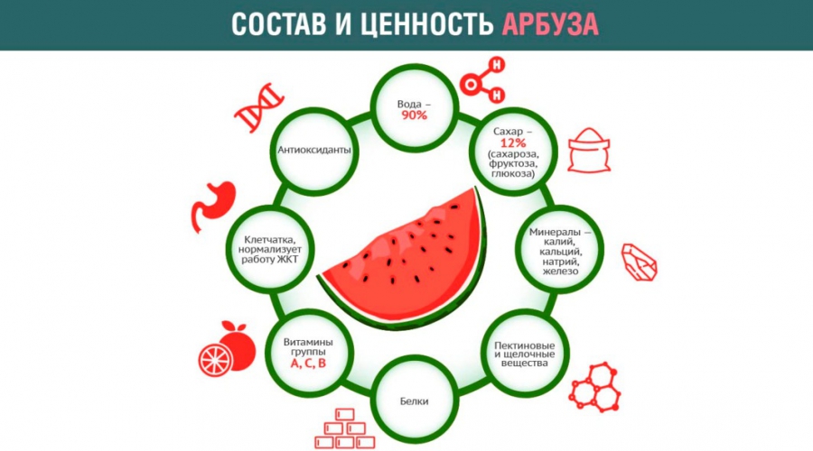 полезные свойства кавуна