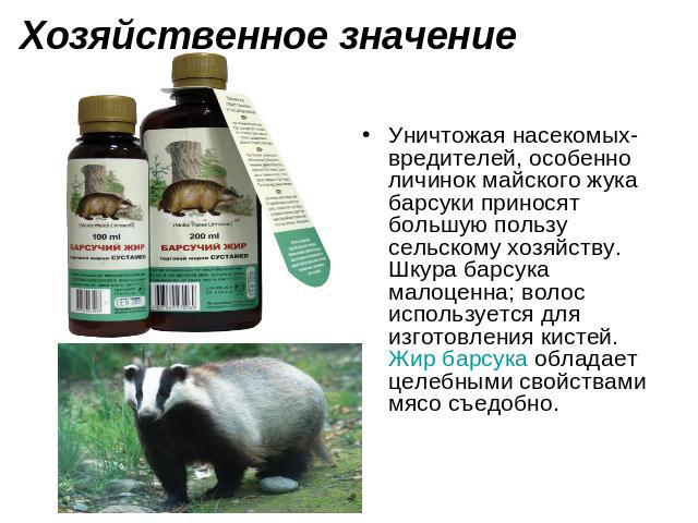 барсучий жир