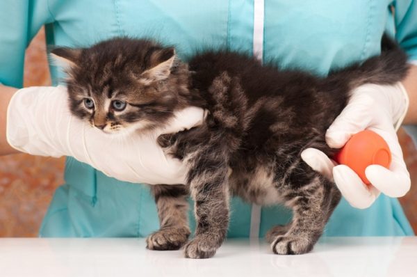 Запор у кота или кошки