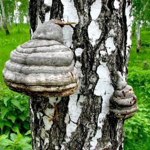 Гриб Чага