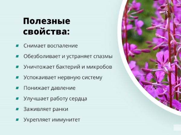 иван-чай применение