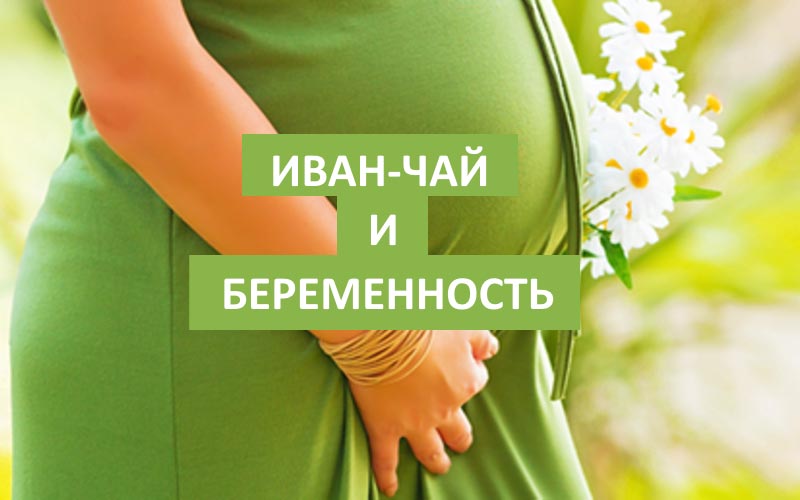 иван-чай в период беременности