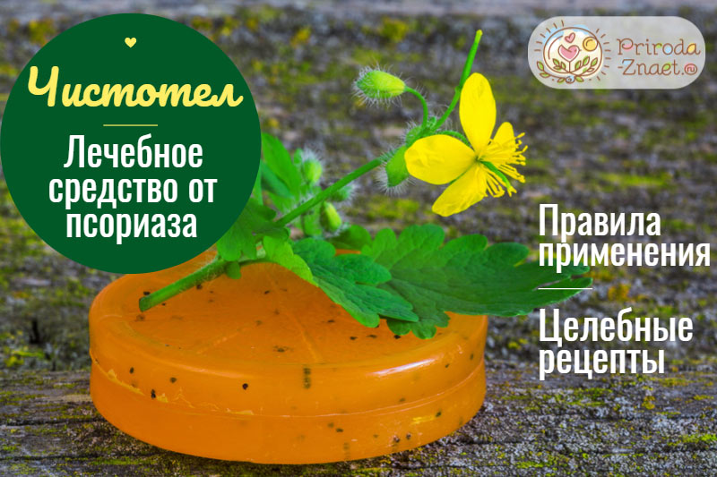 Чистотел – эффективное и доступное средство для борьбы с псориазом