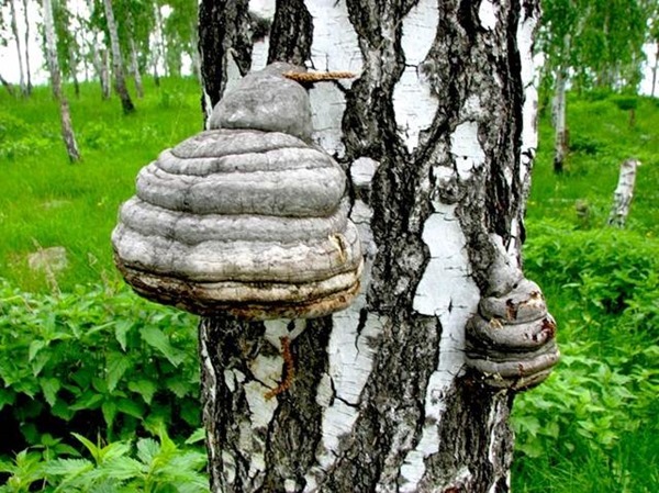 Как вылечить псориаз народными средствами?