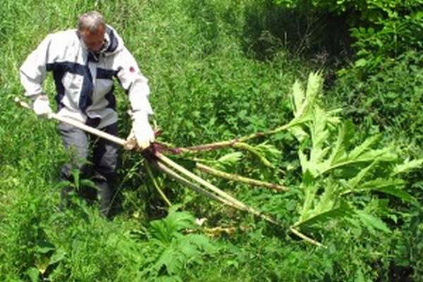 Удалять борщевик можно только в спецодежде