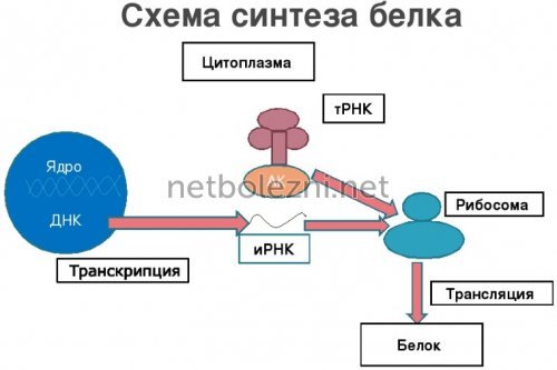 Дексаметазон - инструкция по применению: уколы в ампулах, аналоги и отзывы