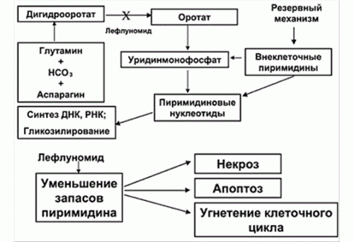 Действие Лефлуномида
