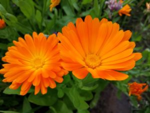 Ноготки лекарственные или Календула лекарственная (Calendula officinalis)