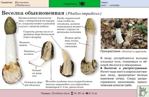 Настойка гриба Веселка. Применение, инструкция, от каких болезней, польза, вред, как приготовить