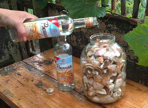 Настойка гриба Веселка. Применение, инструкция, от каких болезней, польза, вред, как приготовить