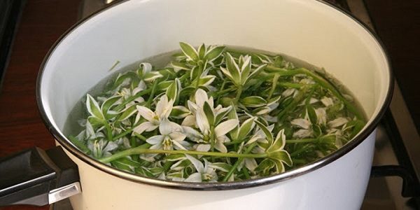 индийский лук лечебные свойства при псориазе