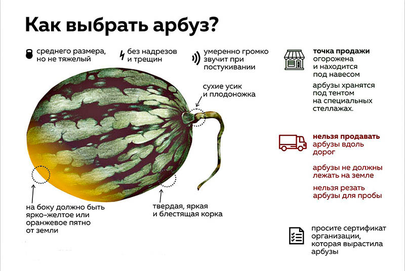 Как выбрать арбуз?
