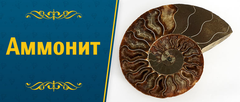 камень Аммонит