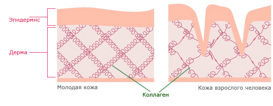 kollagen-v-kozhe