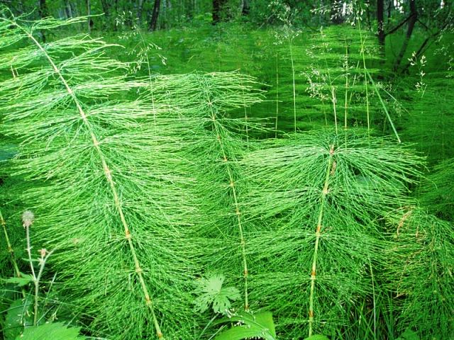 кора дуба лечебные свойства при псориазе