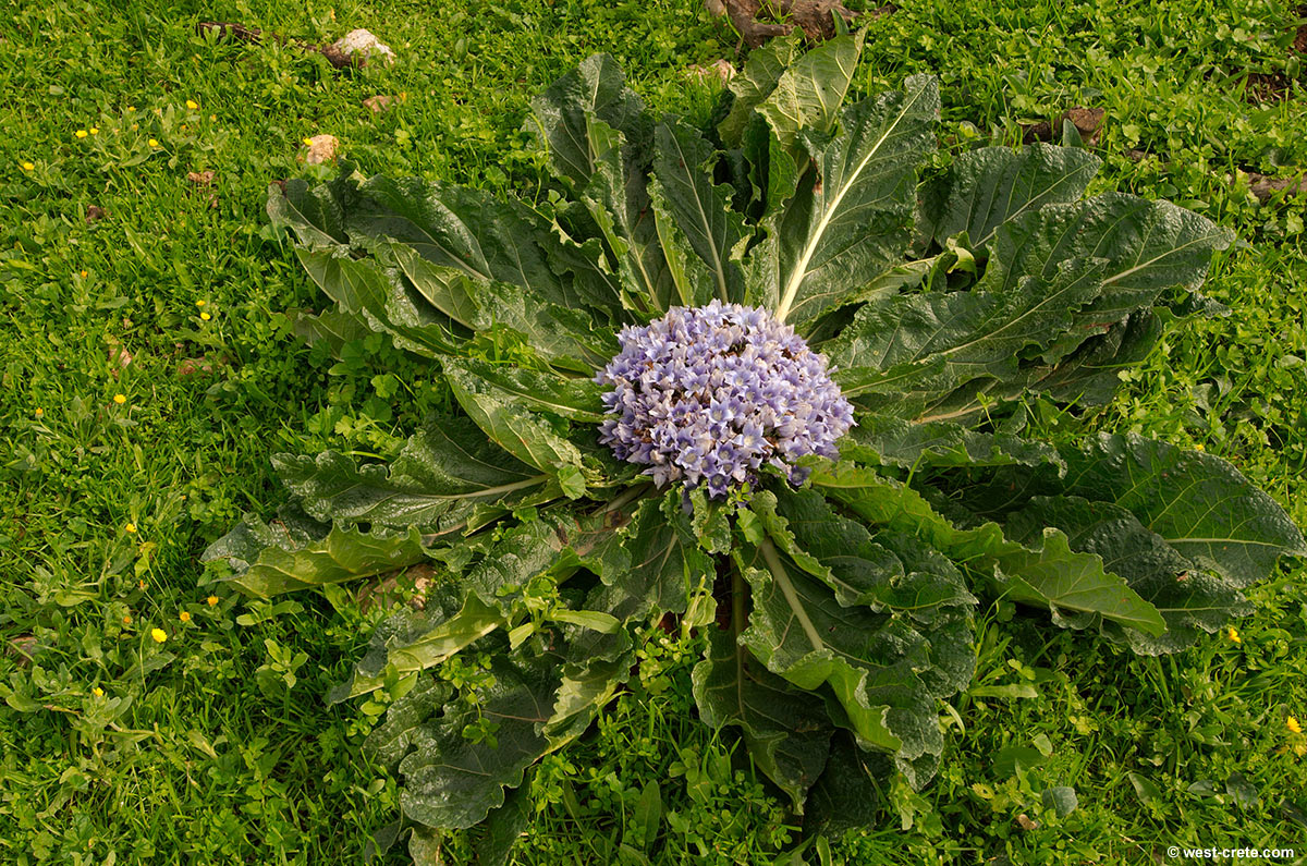 Mandragora officinarum
