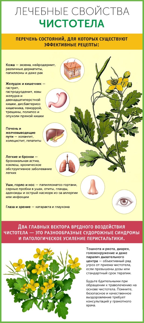 Масло чистотела. Свойства и применение при кожных и грибковых заболеваниях, в косметологии, гинекологии