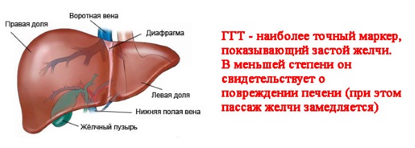Норма биохимического анализа крови у женщин после 40, 50, 60 лет. Таблица