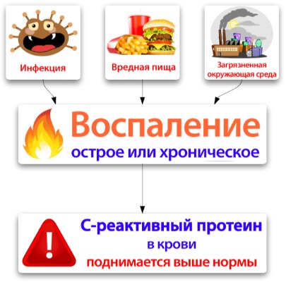 Норма биохимического анализа крови у женщин после 40, 50, 60 лет. Таблица