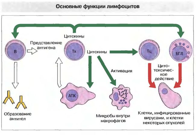 Основные функции лимфоцитов